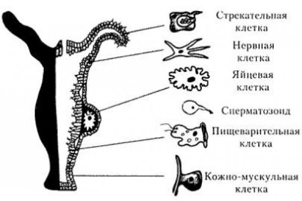 Кракен сайт официальный onion